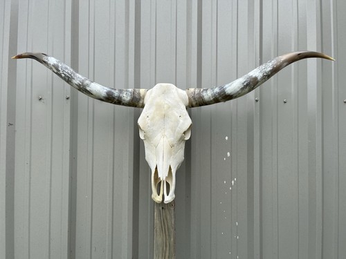 Longhorn teschio sterzo 4 - teschio, di