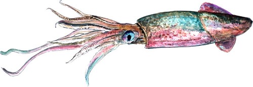 Calamari pesce alta qualità - alta,
