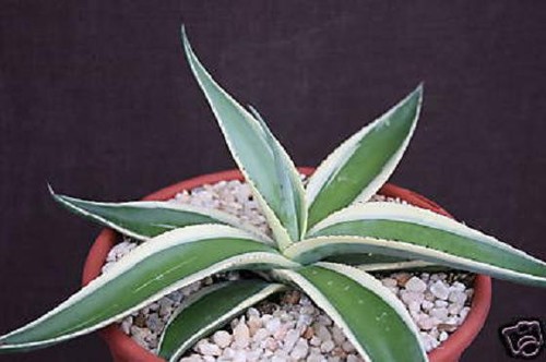 Agave guiengola albo - agave,