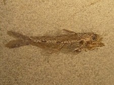 PESCE FOSSILE  SMERDIS MINUTUS
