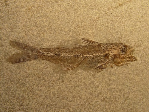 Pesce fossile smerdis - fossile,