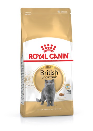 British shorthair cibo - british,