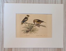 1852 litografia stampa