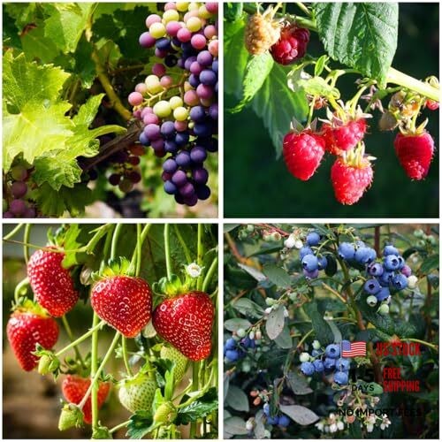 1000 semi frutta mista per - 1000+, di