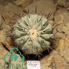 6,7 cm Copiapoa cinerea