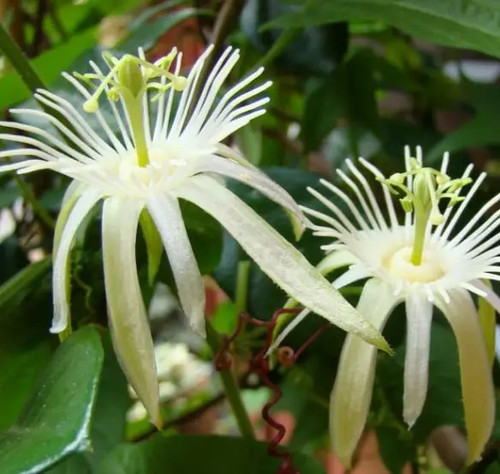 Passiflora capsularis - passiflora,