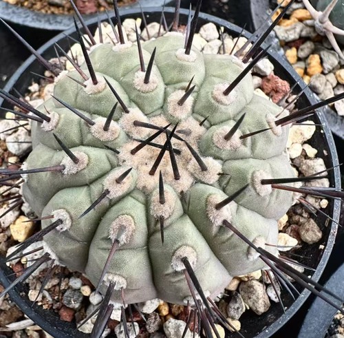 Copiapoa cinerea autoradice - copiapoa,