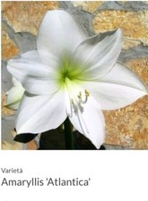 AMARYLLIS HIPPEASTRUM