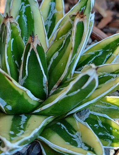 Agave victoriae reginae - agave, victoriae-reginae