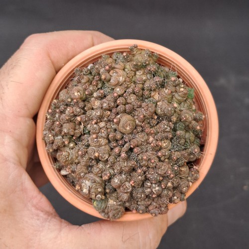 Mammillaria bocasana - , f