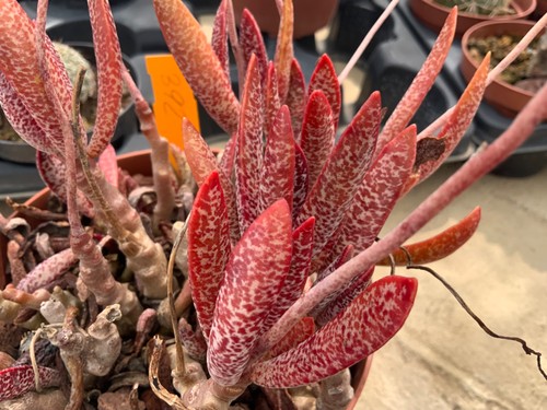 392 adromischus spec rare - adromischus, old