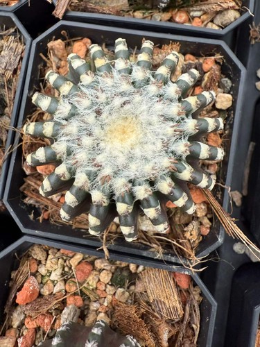 2pcs discocactus horstii - 2pcs,