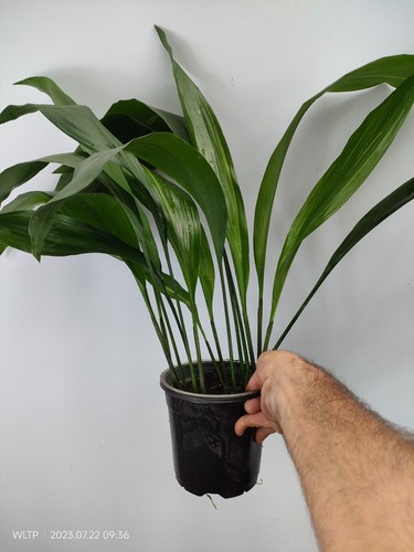 Aspidistra elatior akebono - aspidistra, 'akebono'