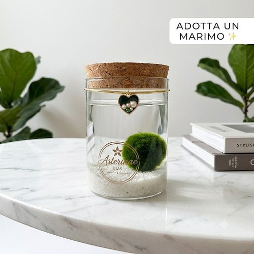 Marimo vasetto vetro - in,