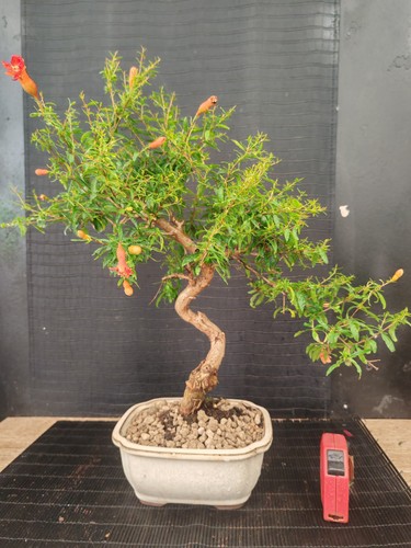 Bonsai melograno h 45 - , cm