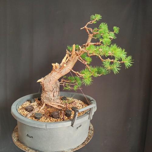 Pre bonsai esemplare pino - bonsai,