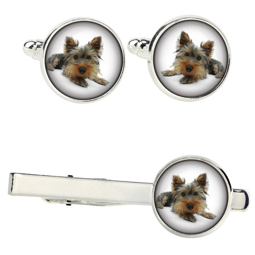 Yorkshire terrier set with - yorkshire,