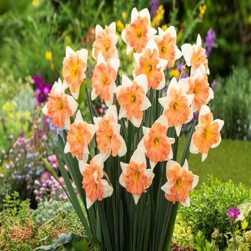 Narcisi bulbi fiori cipolle - narcisi, di
