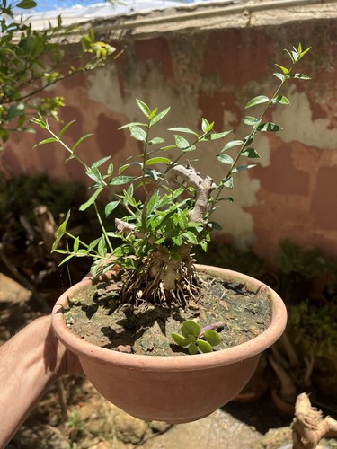 Bonsai olivastro come nella - olivastro,