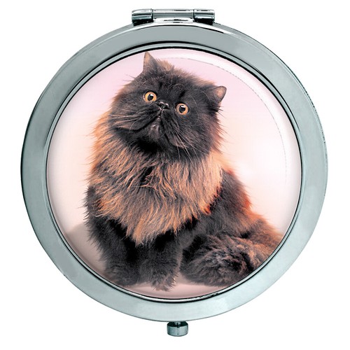 Gatto persiano nero - gatto,
