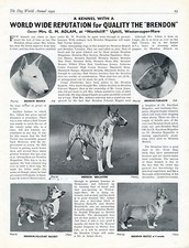 BULL TERRIER 1945 DOG WORLD
