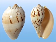 Volutidae, Melo broderipii, Cebu, Philippines, 117 mm, VERY NICE