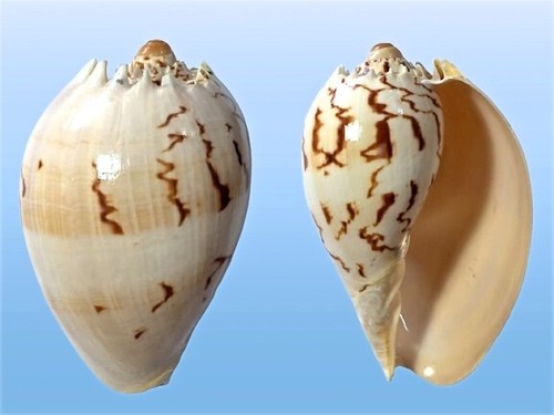 Volutidae melo broderipii - melo,