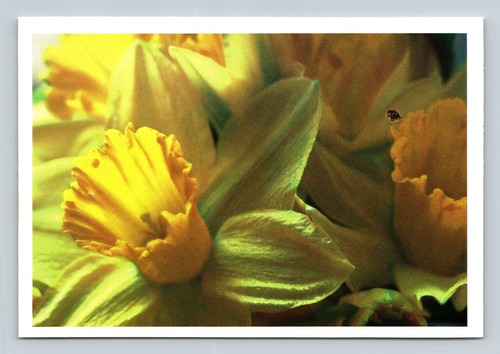 1997 michigan bulb narciso - 1997,