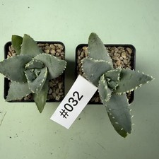 Vendita 2 pezzi 6-12 cm raro