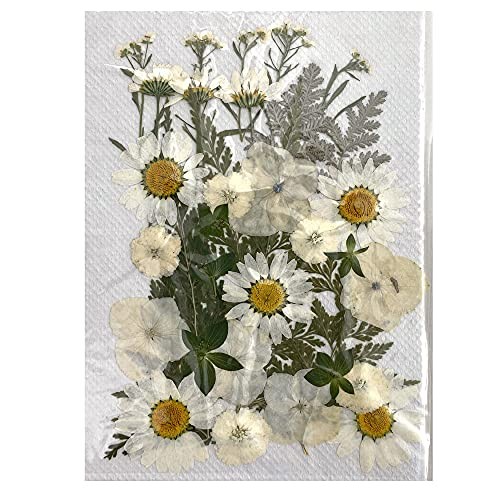 Cenpek fiori secchi pressati - cenpek,