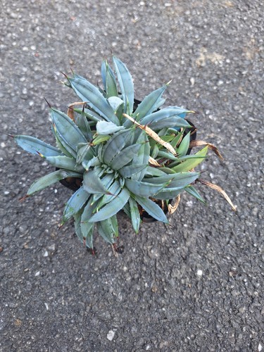Agave utahensis nevadensis - utahensis,