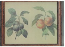 ANNI 50 - NR.02 QUADRETTI 28X24 CM CON VETRO - VINTAGE - FRUTTA