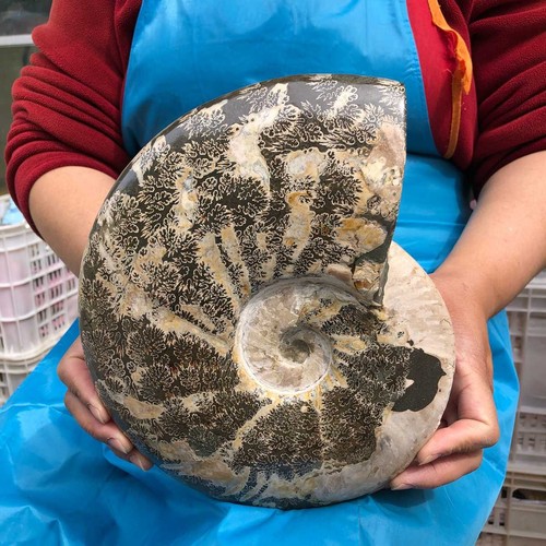 Libbre tentacolo naturale - tentacolo,