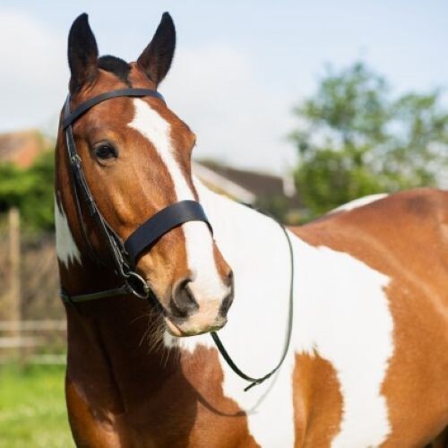 Hunter bridle hunt full - hunter,