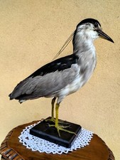 TROFEO DI CACCIA NITTICORA AIRONE TASSIDERMIA TAXIDERMY BIRD UCCELLO IMBALSAMATO