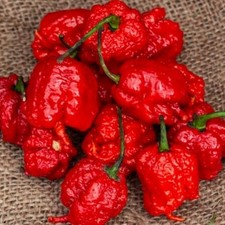 25+ seeds Carolina Reaper Red