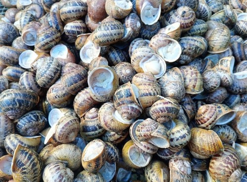 Lumache gastronomia aspersa - gastronomia, -aspersa