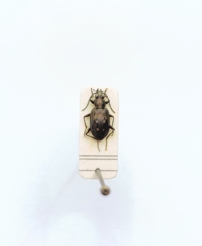 Entomology taxidermy - taxidermy,