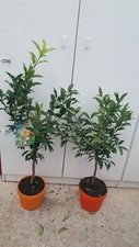 Pianta kumquat mandarino - di, (mandarino