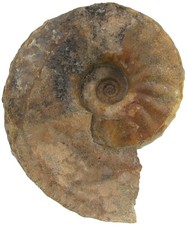 Trias Didymites apollensis rara ammonite ceratica Bihati Timor W89-7