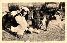 Malta, maltese, uomo capra