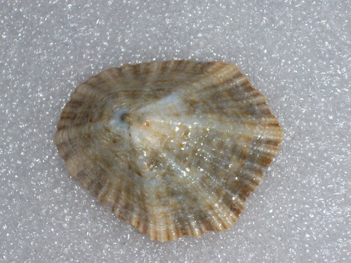 Rotula caerulea stellata - rotula,