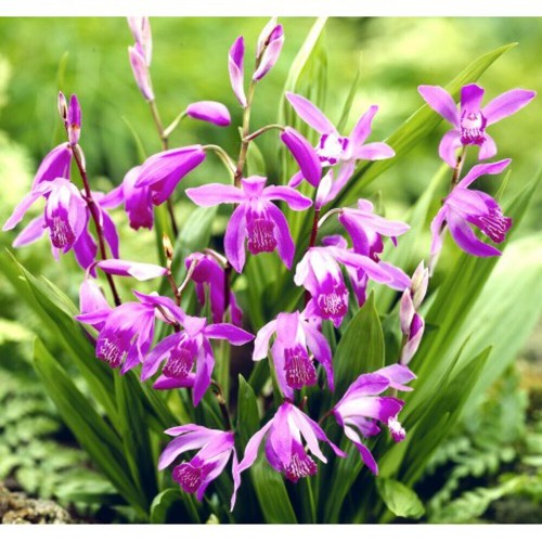 Bletilla striata - striata,