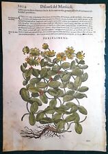 Stampa antica MATTIOLI MATTHIOLI erbario CAPRIFOGLIO botanica 1585 Antique print