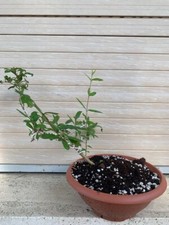 Pre Bonsai Melagrano