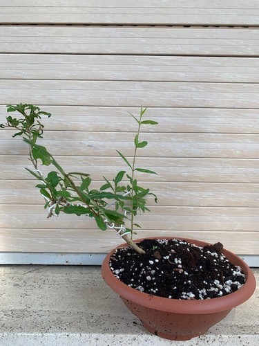 Pre bonsai melagrano - bonsai,