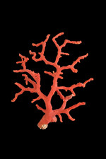 Ramo di corallo grezzo