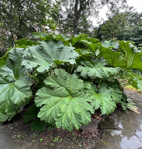 Gunnera manicata seeds - manicata,