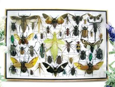 Bellissimi insetti imbalsamati