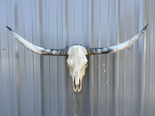 Longhorn teschio sterzo 4 - longhorn,